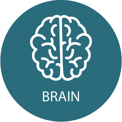 Precision Brain Performance